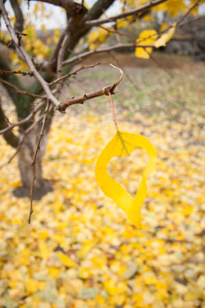 yellow leaf with hole heart shaped in focus on a branch and a lot of leafs on backgroundの写真素材