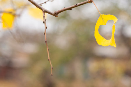 one yellow leaf with hole heart shaped on a  branchの写真素材