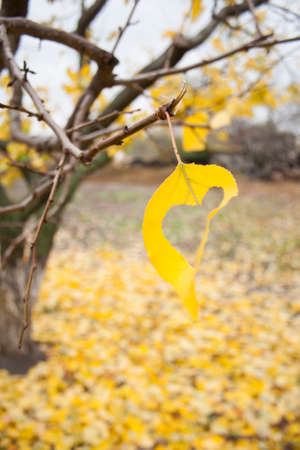 one yellow leaf with hole heart shaped on a  branch close-up and other leafs falled nice around treeの写真素材