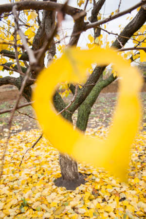 nice falled leafs around tree and one leaf close-up with hole heart shapedの写真素材
