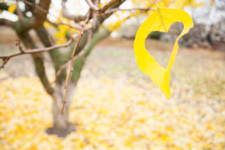 yellow leaf close-up with heart shaped hole and tree with leafs around on backgroundの写真素材