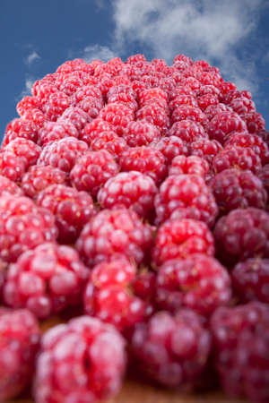 red raspberry collacted in one big raspberry-way to hte heavenの写真素材