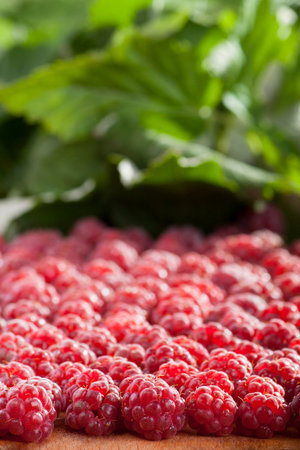 red raspberry in focus on a front of image and lot of other berries with leafs on background
