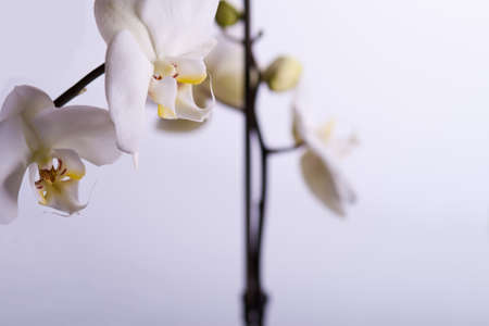 flowers of white orchid in focus on white backgroundの写真素材