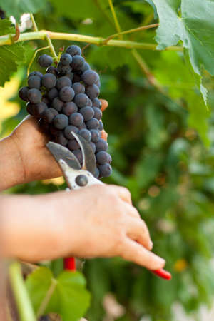 Hands cutting brunch of grape with a garden scissorsの写真素材
