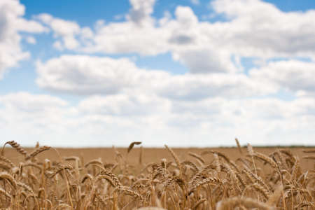 field of ripe wheat on a clear sunny dayの写真素材