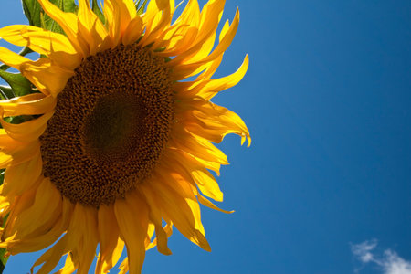 one sunflower close up on blue sky backgoundの写真素材