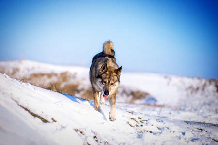 Husky running on snowy hills at sunny dayの写真素材
