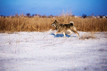 hunting with dogskin at winter time in a meadowの写真素材