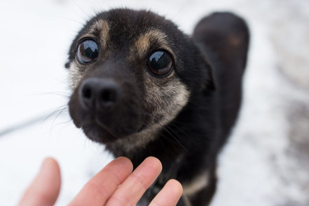 little pooch, causing by eyes sympathy to himselfの写真素材