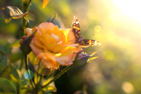 butterfly close up on a rose with sunlight from backroundの写真素材