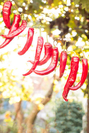 hot red pepper dries on a rope outside, hot indian spicesの写真素材
