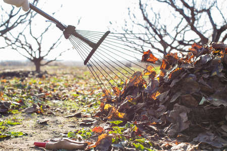 picking leaves in the garden with a rake, for compostingの写真素材