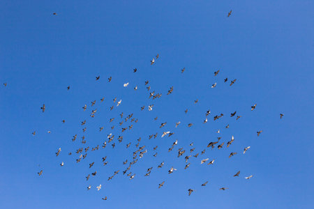 Flock of birds soar freely in the sky. Flock of pigeons in the blue clear sky. 