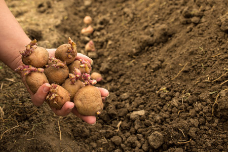 hand hiolding potatoes for planting with sprouts close up with black soil on background.