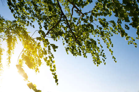Young leafs of birch aganst sunshine at sun set time, on a blue sky.の写真素材