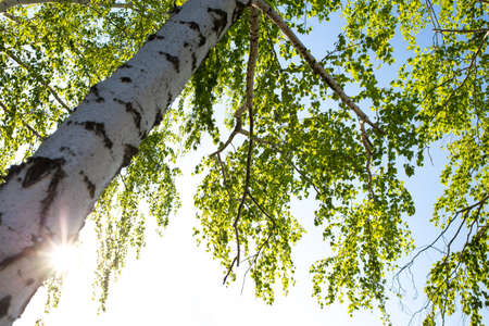Birch and sun rays at sunset time, view from the bottom.の写真素材