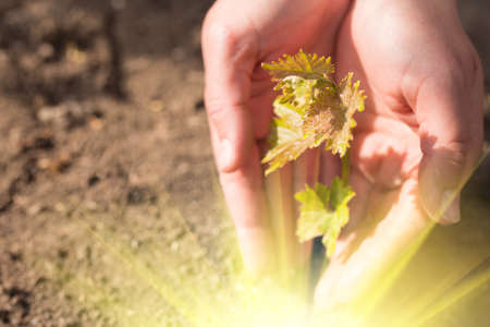 Care about grape plants from begining. Planting of young plant of grape on the ground with copy space.の写真素材