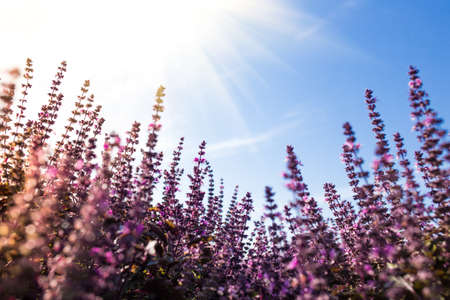 Field of blooming purple basil with blue sky and sun shine on background.の写真素材