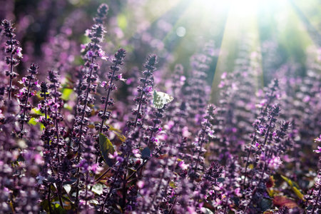 butterfly on blooming lavender close up on a big field with sun shine on background.