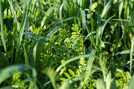 Using as covering crops vetch and oats. to improve the structure and fertility of the soil.