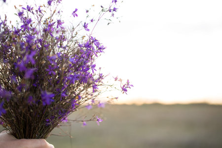 Hand holds a bouquet of purple wildflowers, close-up on a sunset background.