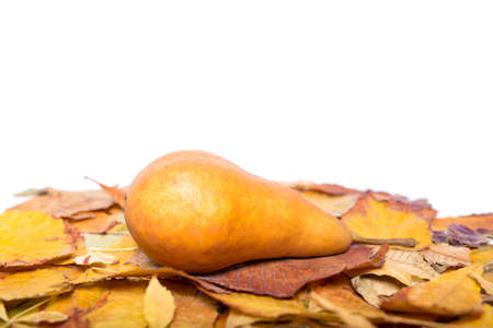 One yellow pear on fallen leaves on a white backgroundの写真素材