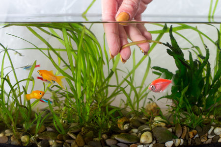Hand removing old aquarium plants and cleaning glass