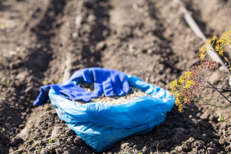 Planting work in a vegetable garden with seed crops, on drip irrigation