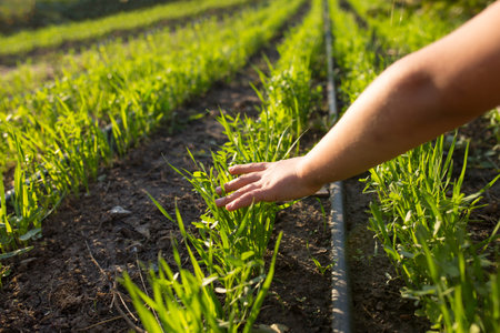 Young hand touching a plants on a field. Carring about future harvest. Using drip irrigation on a field.の写真素材