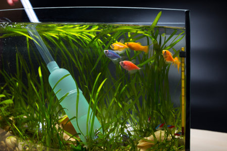 Clean aqaurium with gravel cleaner before to change a water.