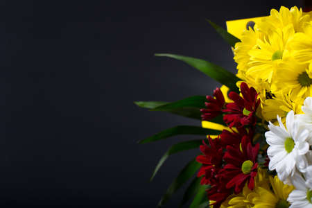 Colored chrysanthemums close up, on black background with copy space.の写真素材