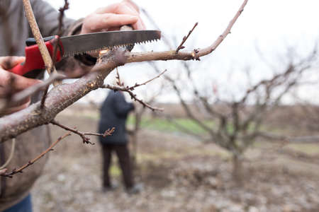 People working during spring time in the garden, pruning garden.の写真素材