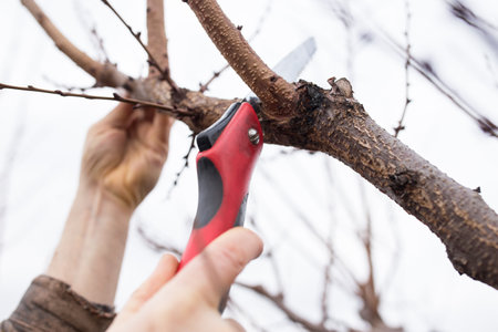 male hands pruning fruit tree with hacksaw, close up.の写真素材