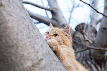 Big fluffy ginger cat close-up playing on a tree.の写真素材