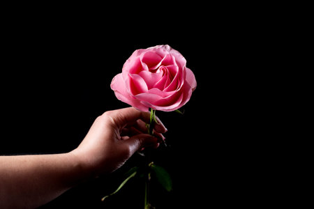 Woman's hand holding one pink rose isolated on a black.
