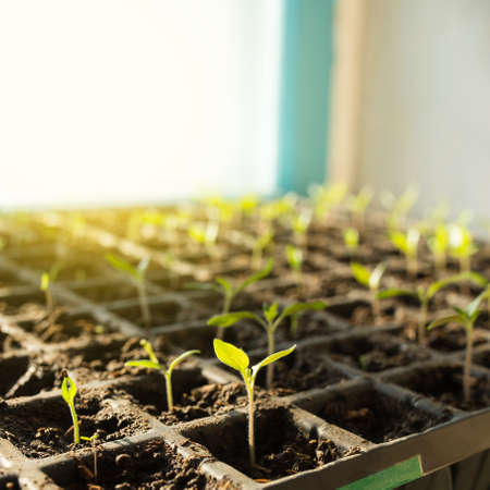 Young seedlings of tomatoes in seedling cassettes, on a windowsill.