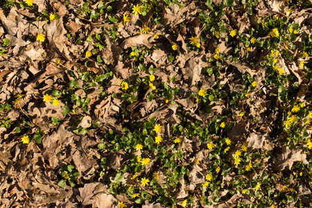 Spring forest meadow with old leafs and first yellow flowers, flat carpeet meadow.