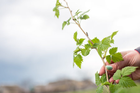 Female hands with manicure care about young plant of raspberry, at spring time.