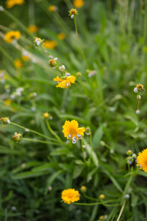 Snails and slugs make damage on a garden nad on a agricultural fields.