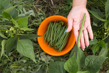 Hand picking one green bean with plants and harvested beans on background.の写真素材