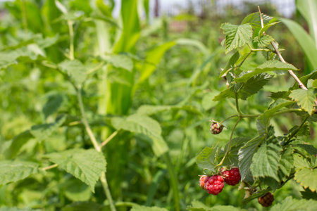 Branch of red raspberry close up, with copy space on green blured grass background.