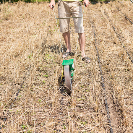 Man seeding covering crops with manual seederon field with drip tape.