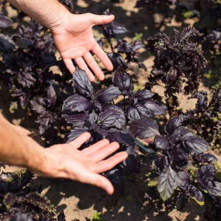 Farmer hands holding crops of purlpe basilclose up, on a garden.の写真素材