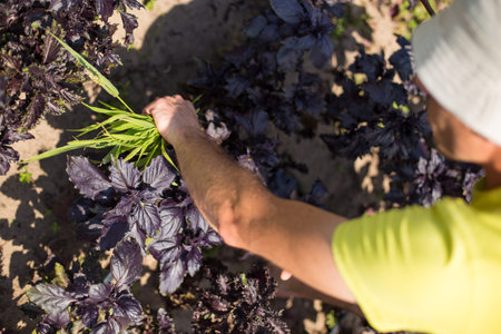 Male hands pooling out weeds from the garden where farmergrows herbs.