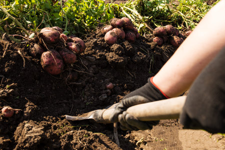 Hands in gloves diging up potato manualy with shavle with dug poatto on background.