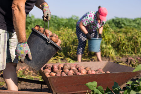 Workers loading good crop of poatto with buckets to wheelbarow, on a field background.の写真素材