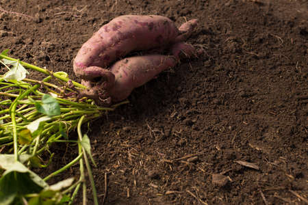 Purple grade of sweet potato just dug from a soil, close up with plant and with copy space.の写真素材