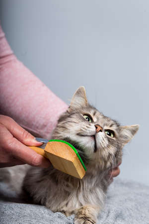 Wooden hairbrush for pets in female hand combing out fur for grey cat, on grey background.の写真素材