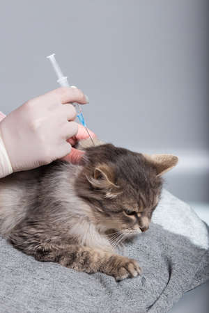 Hand with syringe make a injection for grrey cat, close up on grey background.の写真素材